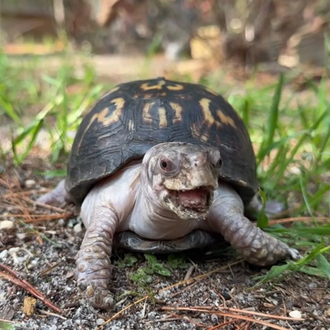 Turtle artwork by OmgDxvid
