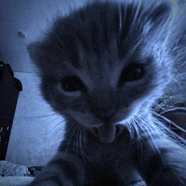 Cheesy's profile picture