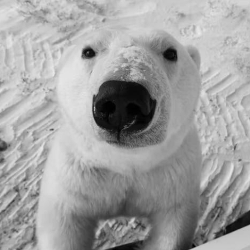 POLAR_611