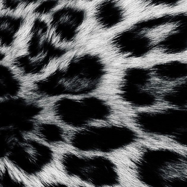 Kitten artwork by 5ive (at0mic)