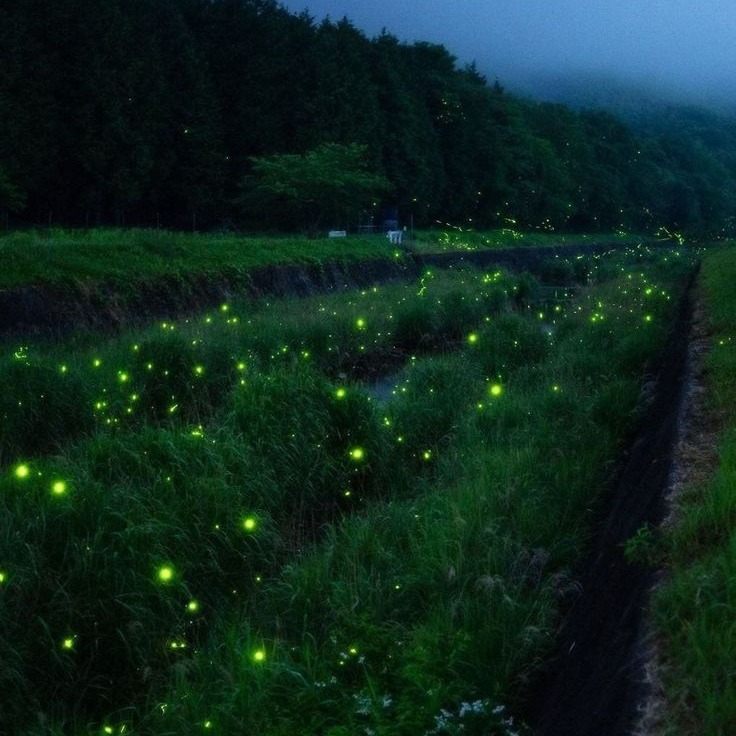 bxsn typbeat [fireflies] artwork by slimkay