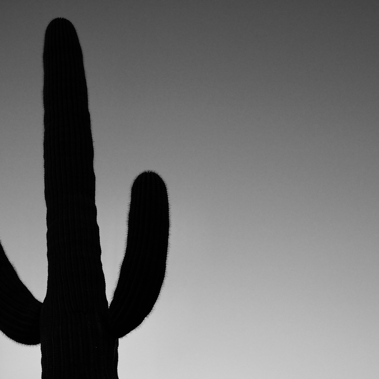 Cactus - Baby Keem @adilsonlucau artwork by Adilson Lucau