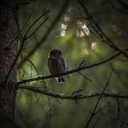 Forest Thoughts_2 - Juice WRLD Type Beat artwork by Syncopa_Beatz
